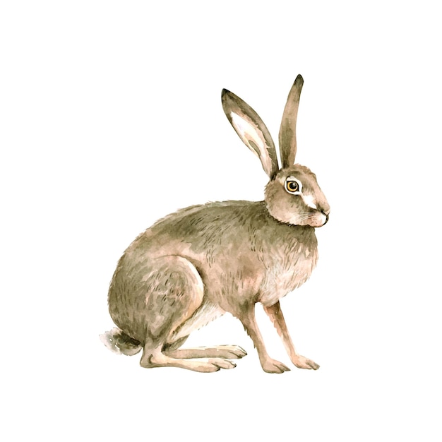 Vector animal gray hare watercolor illustration hand painted