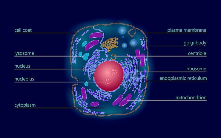 Vector animal human cell structure educational science