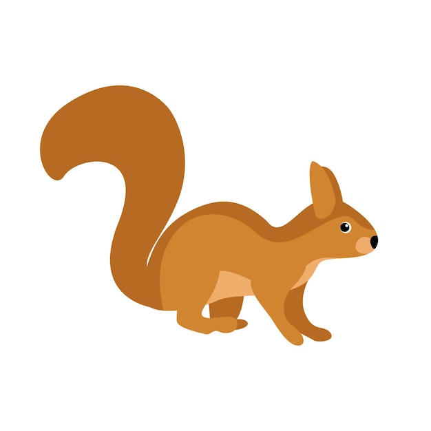 Animal illustration squirrel