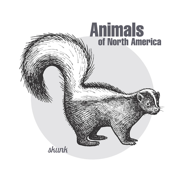 Vector animal of north america skunk.