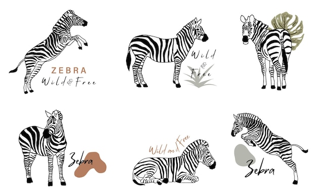 Vettore collezione di oggetti animali con zebra. illustrazione vettoriale per icona, adesivo, stampabile