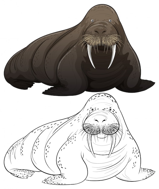 Vector animal outline for walrus