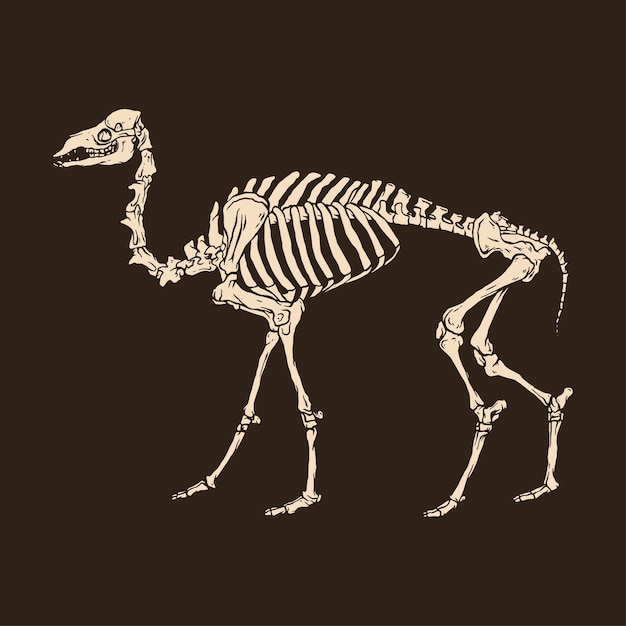 Animal Skeleton Images - Free Download on Freepik Animal Skeleton Images - Free Download on Freepik
