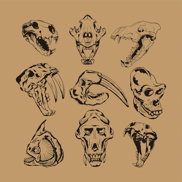 Vector animal skeleton collection