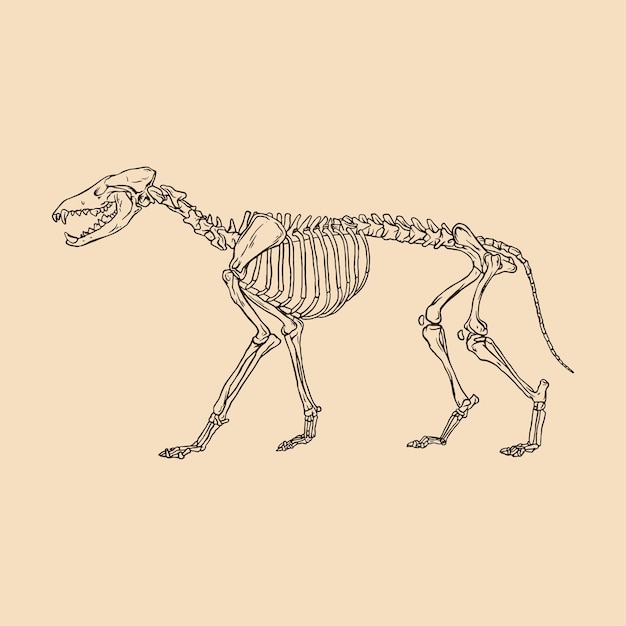 Векторная иллюстрация скелета животного волка