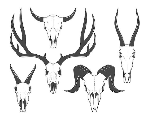 Vector animal skulls