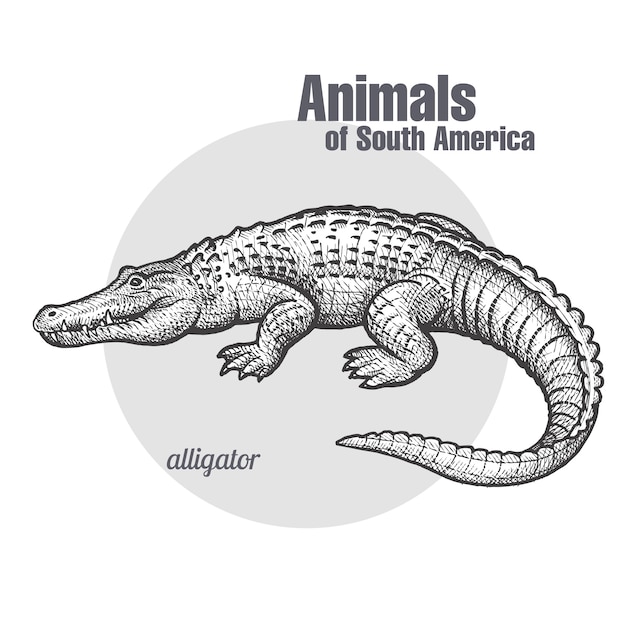 Vector animal of south america caiman.