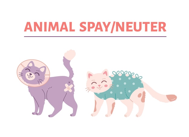 Animal spay or neuter Cat in veterinary collar Sterilization of pets World spay day