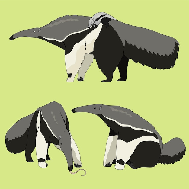 Animal vector illustration set of giant anteater vector drawings