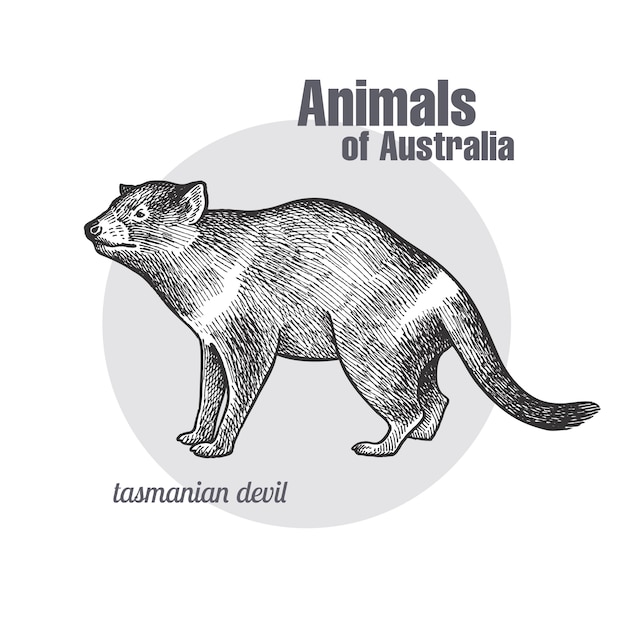 Animals of australia. tasmanian devil.