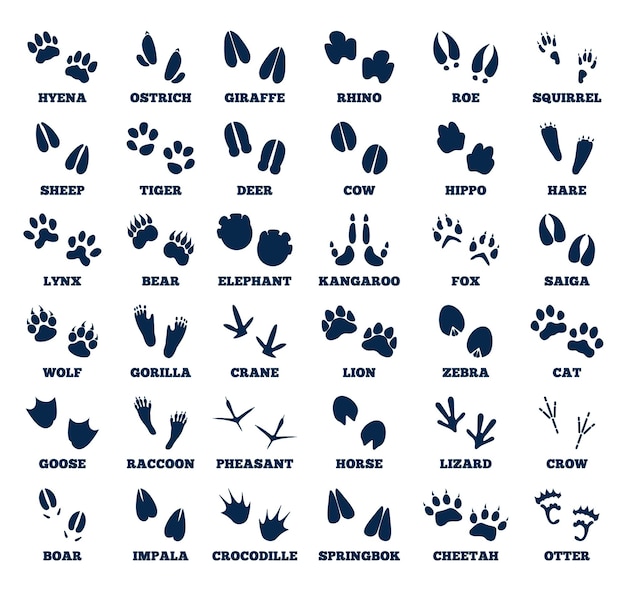 Animals footprint Animal hoofed goose track isolated prints wild fauna Different cats birds paws forest feets icons recent vector collection