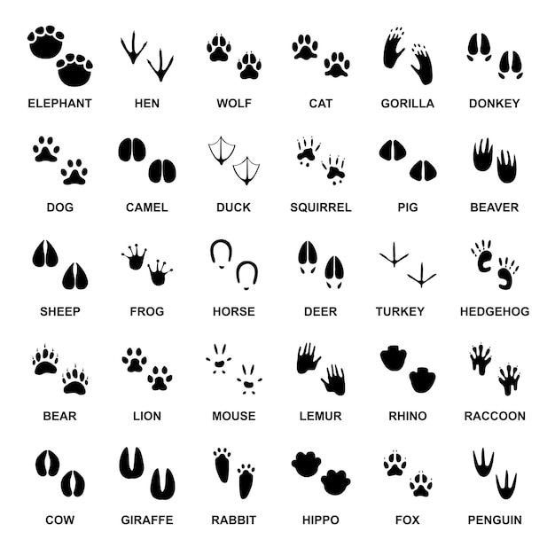 Vector animals footprints vector silhouette