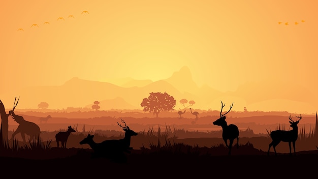 animals in forest
