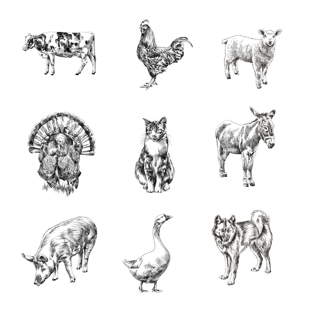 Animals hand drawn sketches