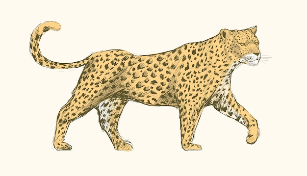 Vettore set di illustrazioni di animali