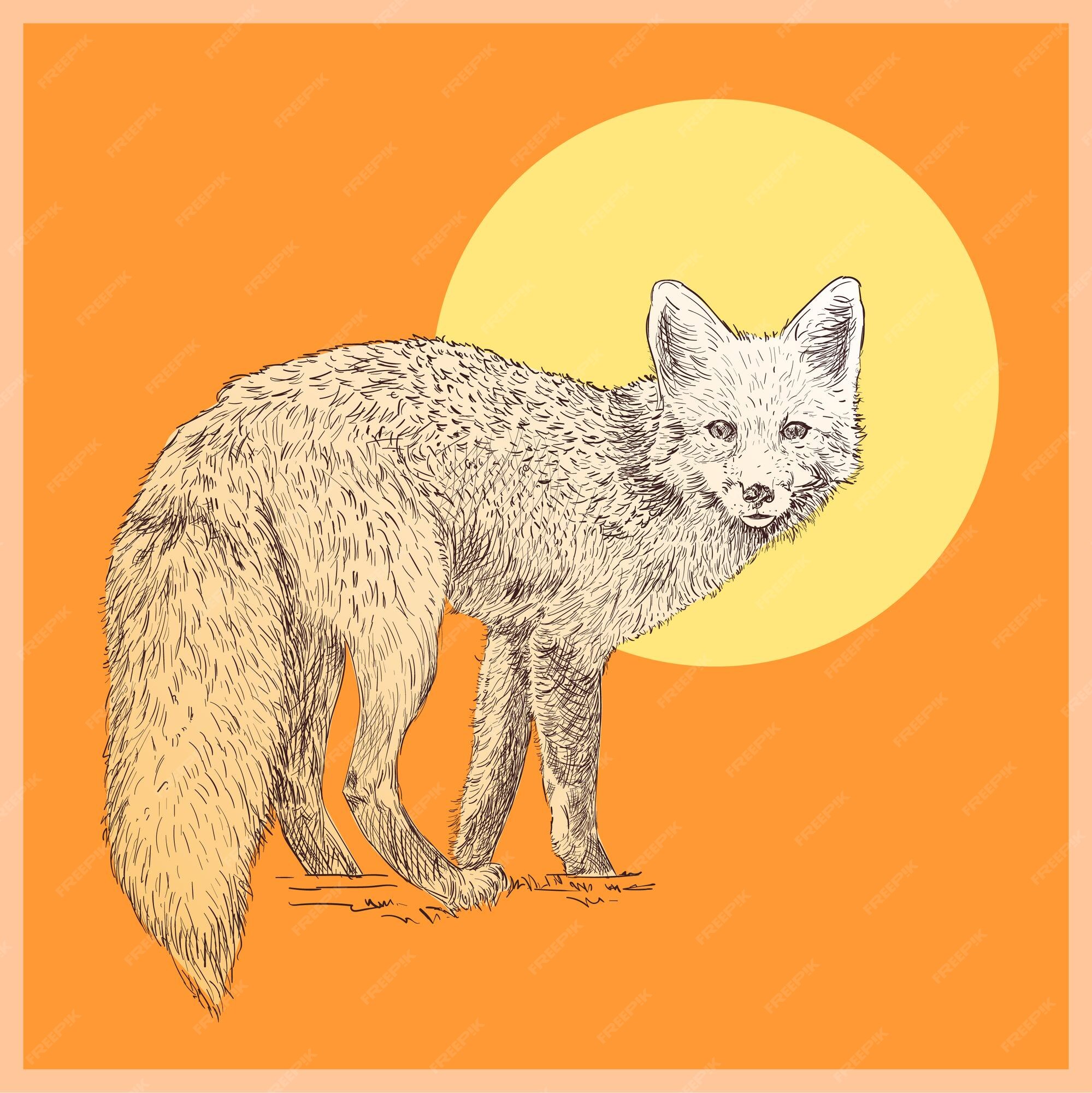 Premium Vector | Animals line drawn illustrations