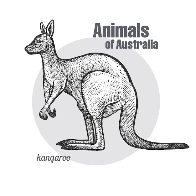 Вектор Животные австралии кенгуру.