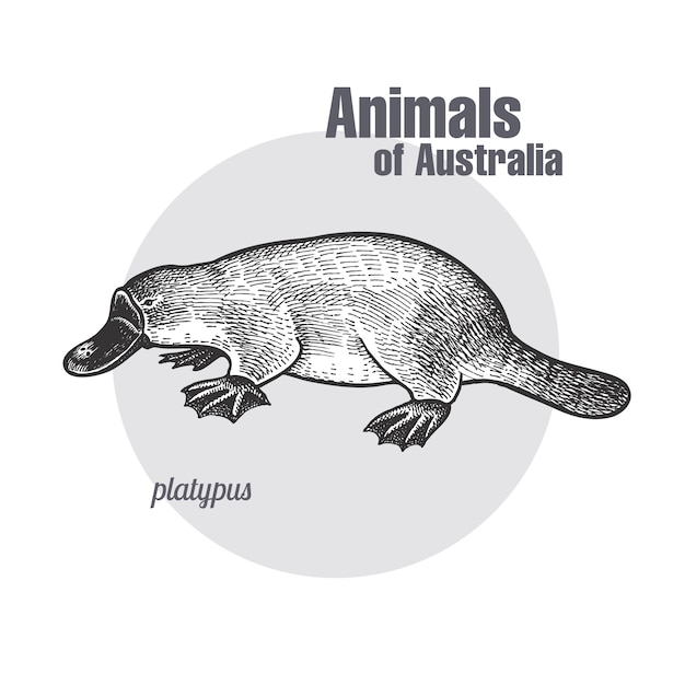 オーストラリアの動物カモノハシやカモノハシ。