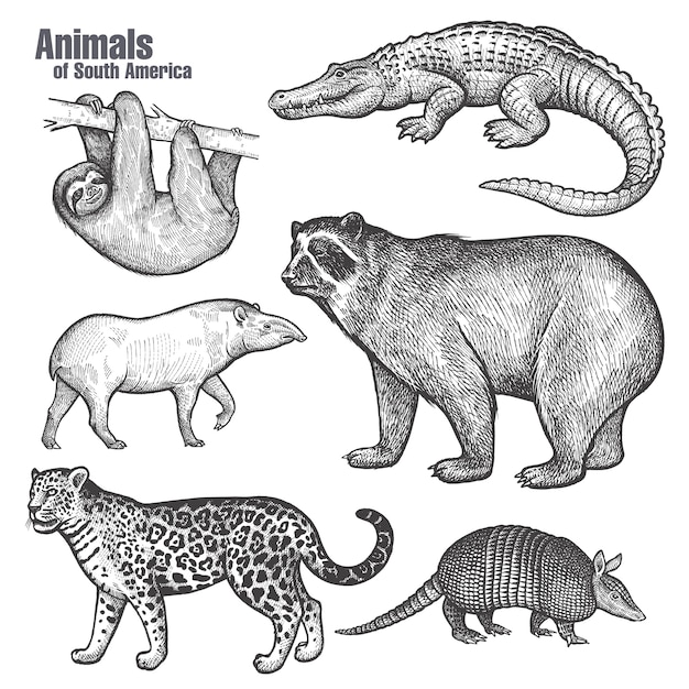 Vector animals of south america set.
