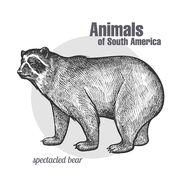 Animals of South America Spectacled Bear.