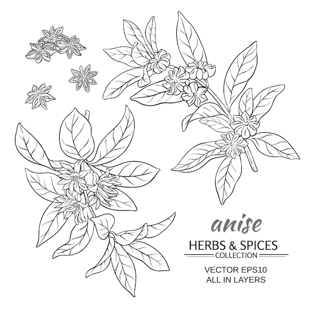 Anise branches vector set on white background