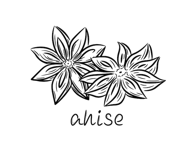 Anise flowers hand drawn. Anise star in doodle style. Isolated vector illustration.