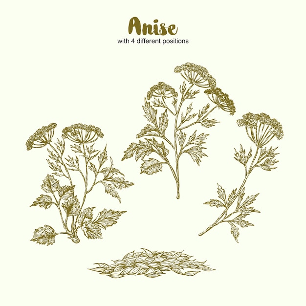 Anise herbal illustration. hand drawn botanical sketch style. absolutely vector.