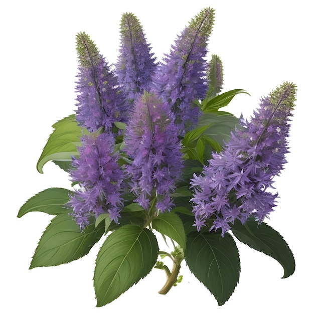 Vector anise hyssop flower