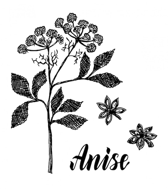 Anise plant sketch