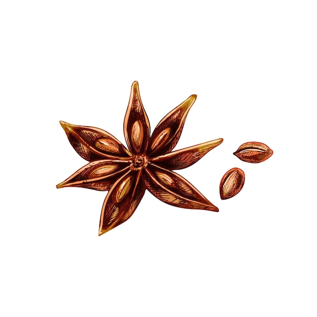 Vector anise spice fruit with seed. vintage vector hatching color hand drawn illustration isolated on white background