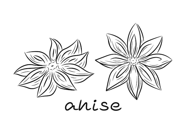 Anise star hand drawn. Anise in doodle and sketch style. A couple of elements.