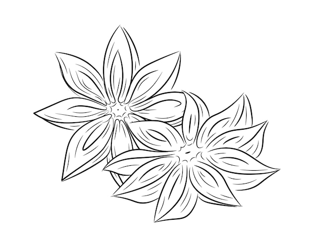 Анисовая звезда нарисована вручную. Анис в стиле каракулей и эскизов. Одиночный элемент.