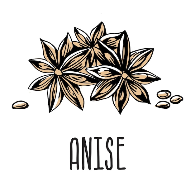 Anise stars with seeds Vector isolated illustration