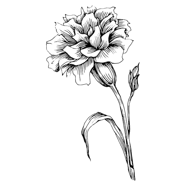 Anjer bloem Floral botanische kruidnagel Geïsoleerde illustratie element Vector hand tekening wilde bloem voor achtergrond textuur wrapper patroon frame of rand