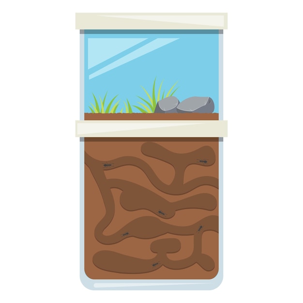 Ant Farm Toy Tunnel For Colony Of Insects Home Glass Terrarium Vector Illustration Eps10