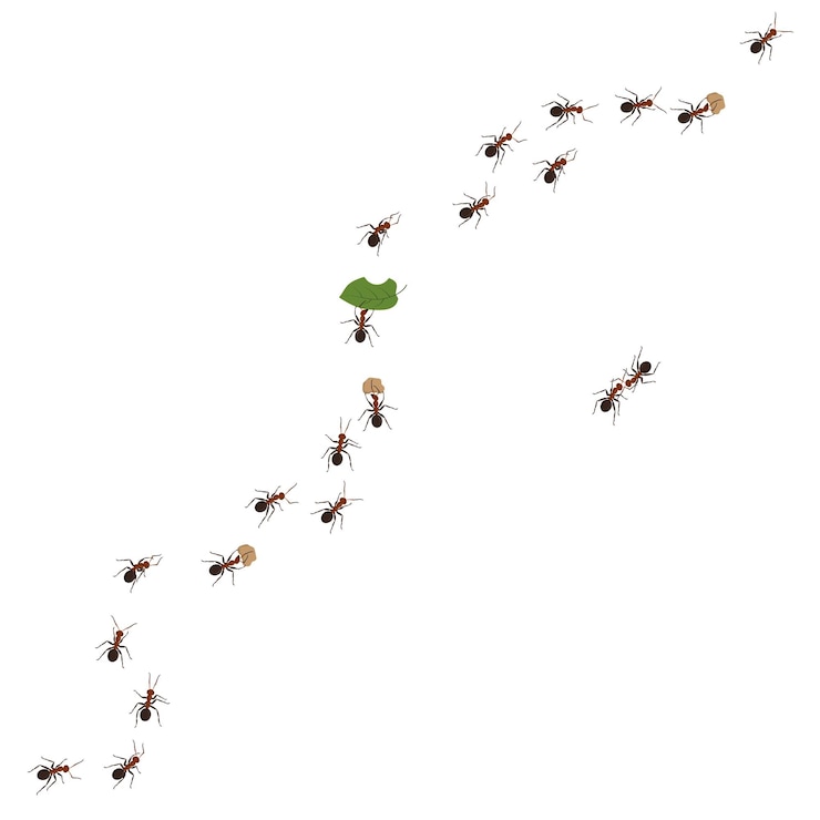 Vector ant team on wall bug march set pests invasion macro group line trail for food working team spread insects vector beetles current isolated illustration small nature concept