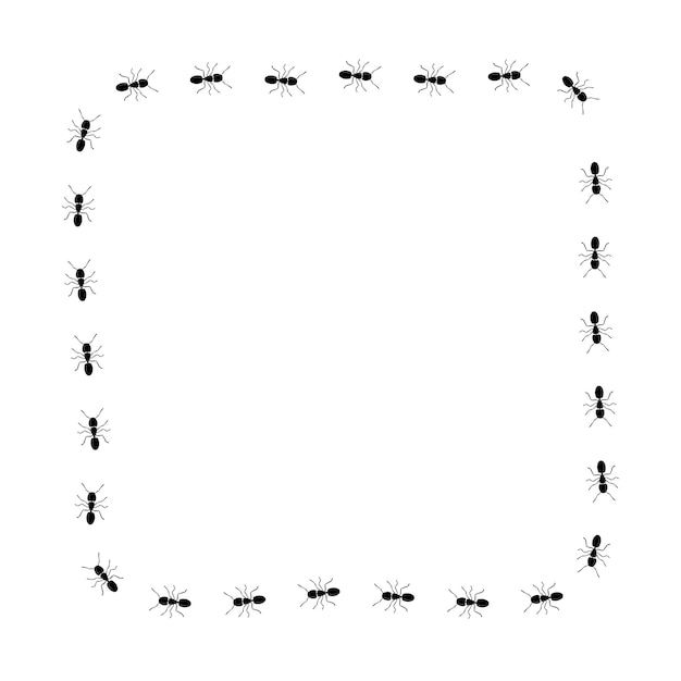 Ant trail square shape Frame from black ants