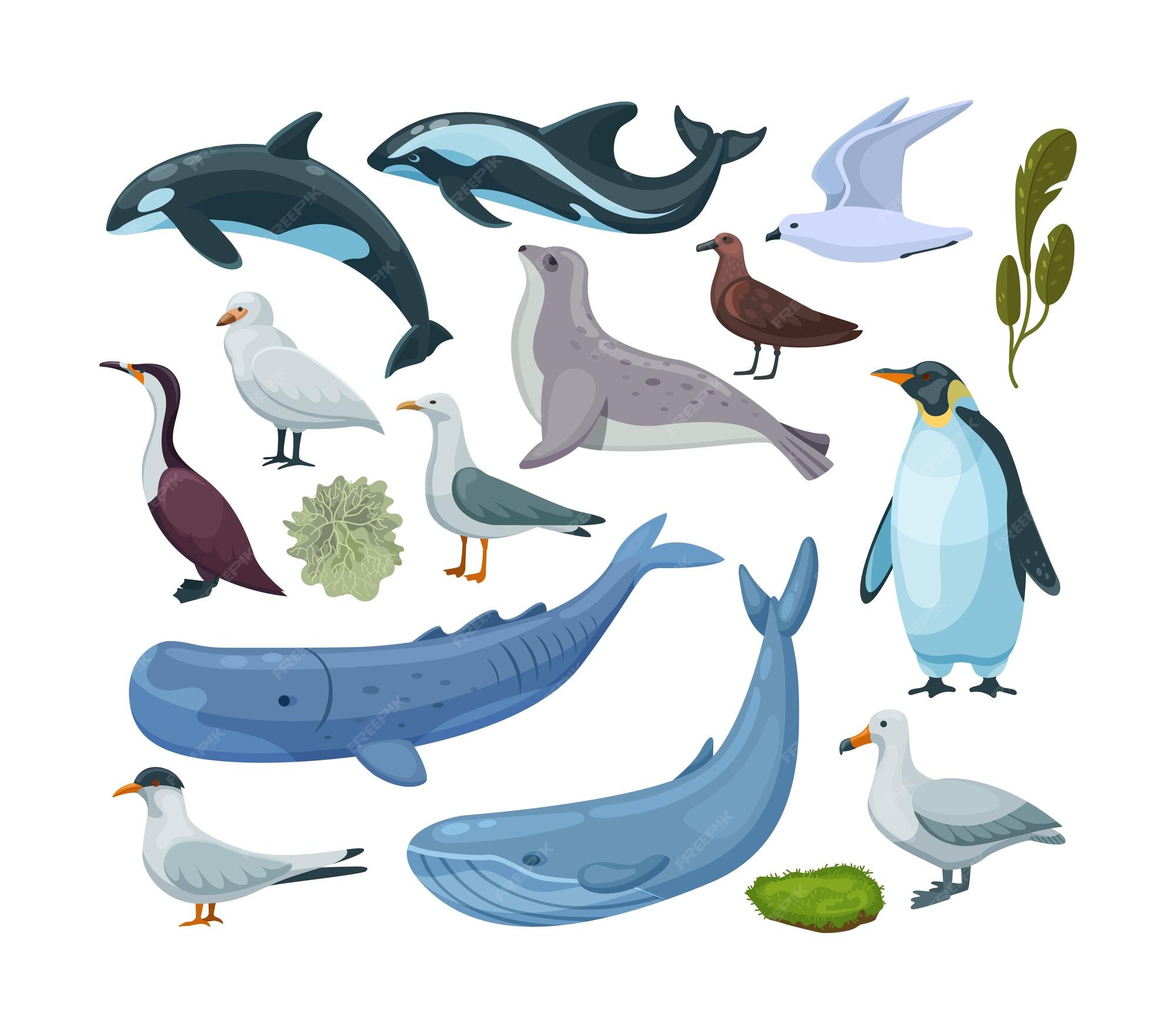 Antarctic Animals Whales