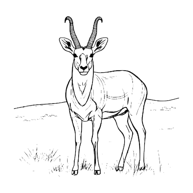 Vector antelope coloring pages for kids