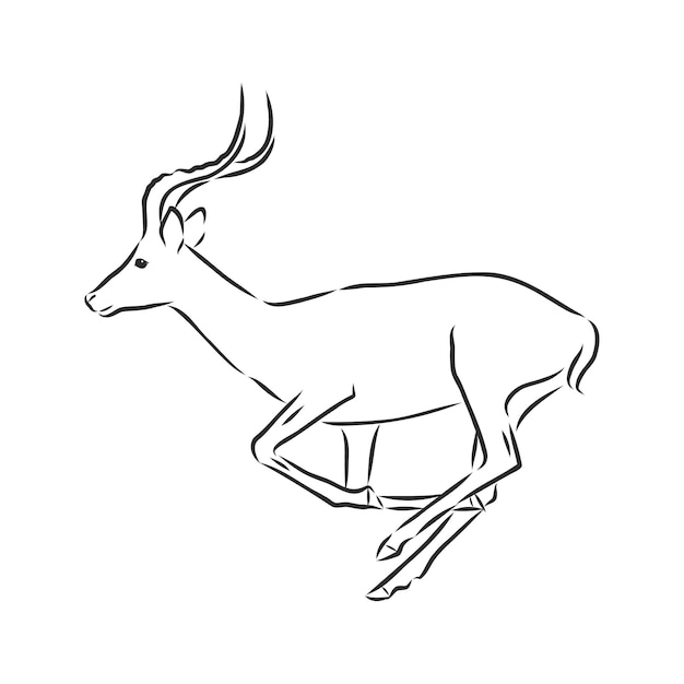 antelope sketch vector graphics black and white drawing. antelope animal, vector sketch illustration