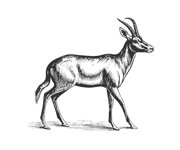 Antelope standing sketch Vector illustration design