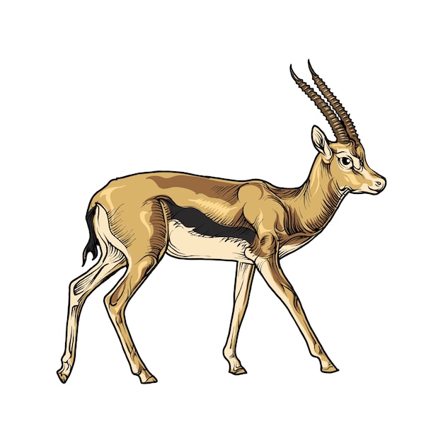 Vector antelope