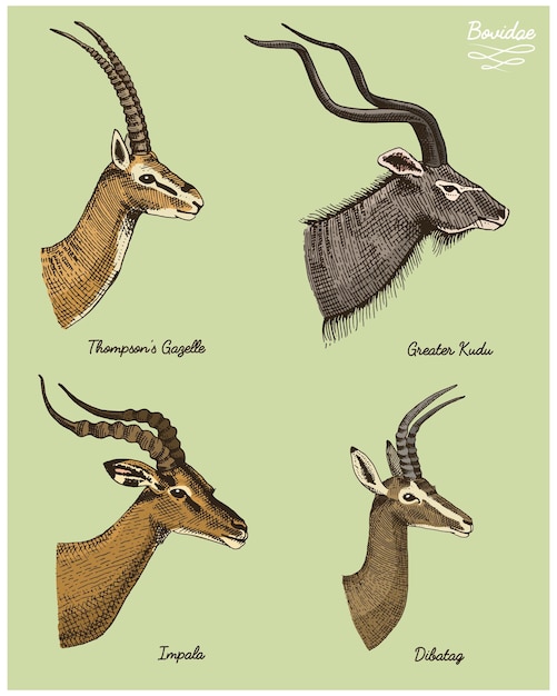 Vettore antilopi maggiore kudu gazzella thompsons dibatag e impala vettore disegnato a mano illustrazione inciso animali selvatici con corna o corna vintage guardando teste vista laterale