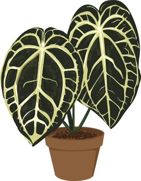 Vector anthurium crystallinum tropisch gebladerte