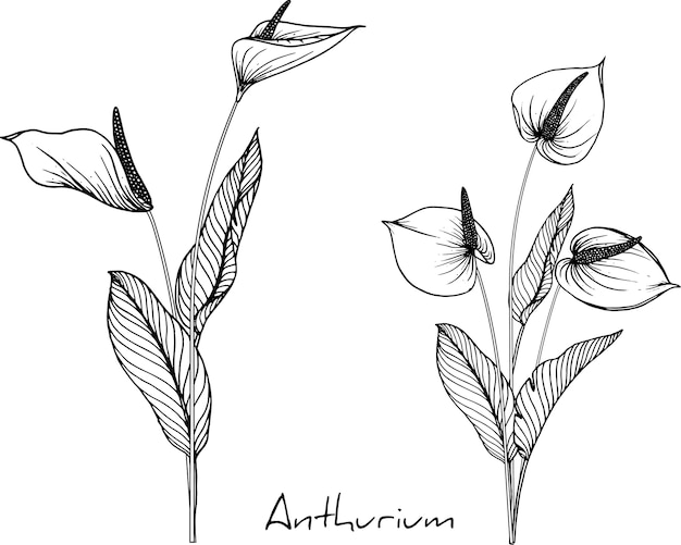 Anthurium flower drawings