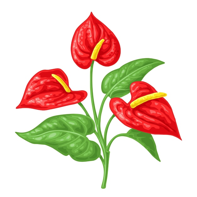 Anthurium flower with leaves Color realistic vector illustration isolated on white background Hand drawn ink design element for label and poster