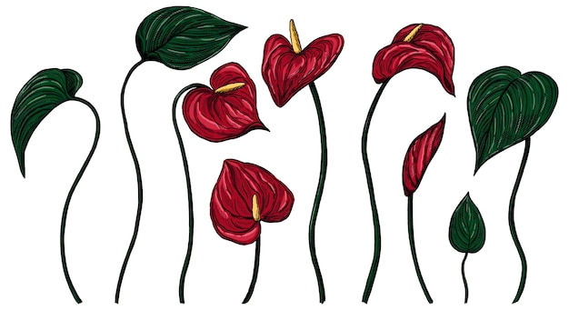 Anthurium flowers set. Hand drawn vector illustration. Collection of tropical plants. Vintage botanical sketches isolated on white. Colored engraving elements for design.