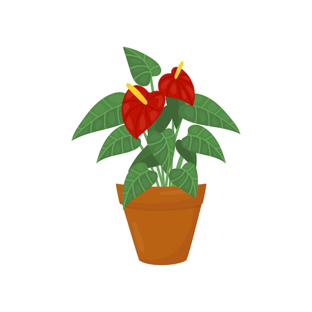 Anthurium met donkerrode bloemen en groene bladeren Plant voor huisdecoratie Bloeiende kamerplant in bruine pot Platte vector icon