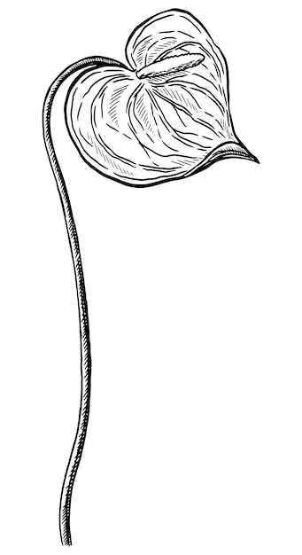 Fiore tropicale di anthurium schizzo botanico di piante esotiche illustrazione vettoriale disegnata a mano clipart con profilo vintage isolato su sfondo bianco