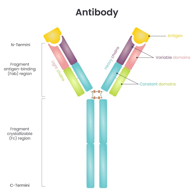 Vector antibody structure diagram